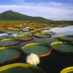 floresta amazonica vitoria regia