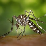 Mosquito Aedes Aegypti